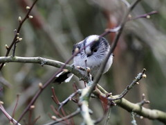 Aegithalos caudatus
