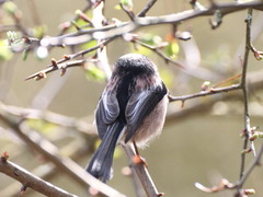 Aegithalos caudatus