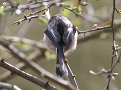 Aegithalos caudatus