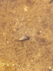 Cerithideopsis