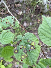 Physemocecis hartigi