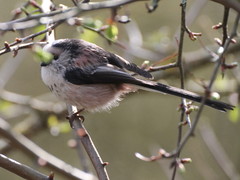 Aegithalos caudatus