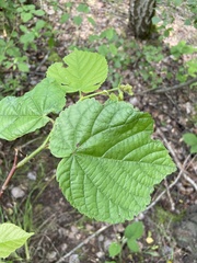 Physemocecis hartigi