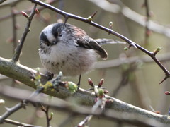 Aegithalos caudatus
