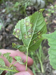 Physemocecis hartigi