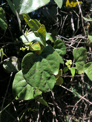 Cocculus