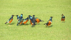 Lamprotornis superbus