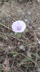 Malva hispanica