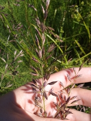 Lolium multiflorum