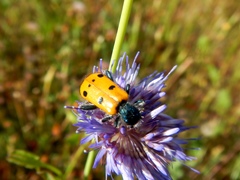 Trichodes octopunctatus