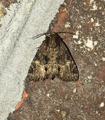 Phosphila turbulenta