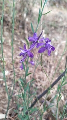 Delphinium pentagynum