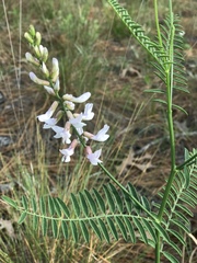 Astragalus michauxii