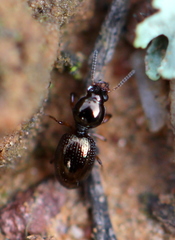 Dyschirius