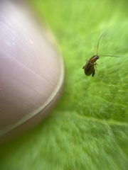 Longitarsus melanocephalus