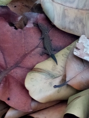 Sphaerodactylus
