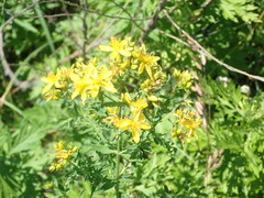 Hypericum perforatum
