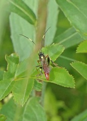 Ichneumon annulatorius