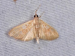 Palpita freemanalis