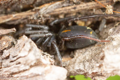 Castianeira alteranda