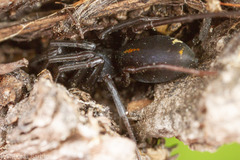 Castianeira alteranda