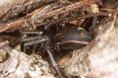 Castianeira alteranda