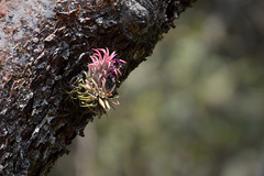 Tillandsia ionantha