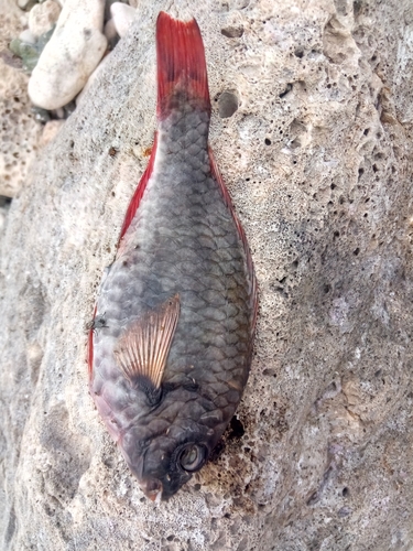 Stoplight Parrotfish