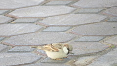 Passer domesticus
