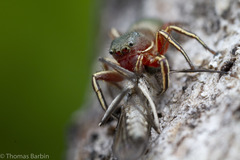 Tutelina similis