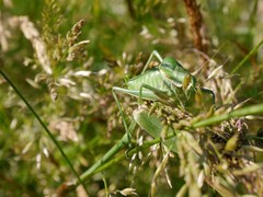 Polysarcus denticauda