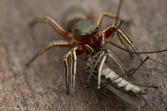 Tutelina similis