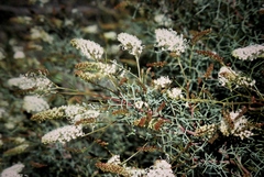 Grevillea paniculata