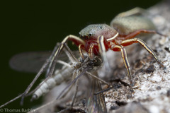 Tutelina similis