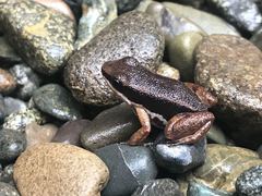 Talamanca Rocket Frog photo 4