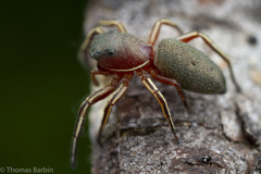 Tutelina similis