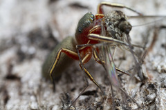 Tutelina similis