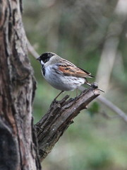 Emberiza schoeniclus