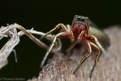 Tutelina similis