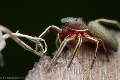 Tutelina similis