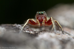 Tutelina similis