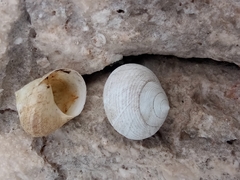 Eutrochatella virginea