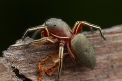 Tutelina similis