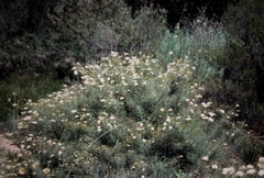 Grevillea paniculata