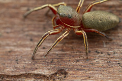 Tutelina similis