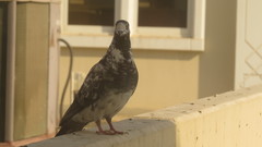 Columba livia domestica