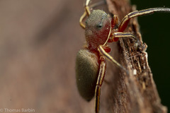 Tutelina similis