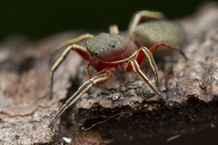 Tutelina similis