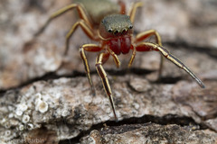 Tutelina similis
