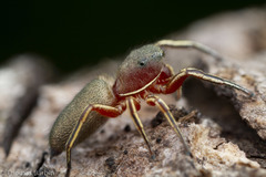 Tutelina similis